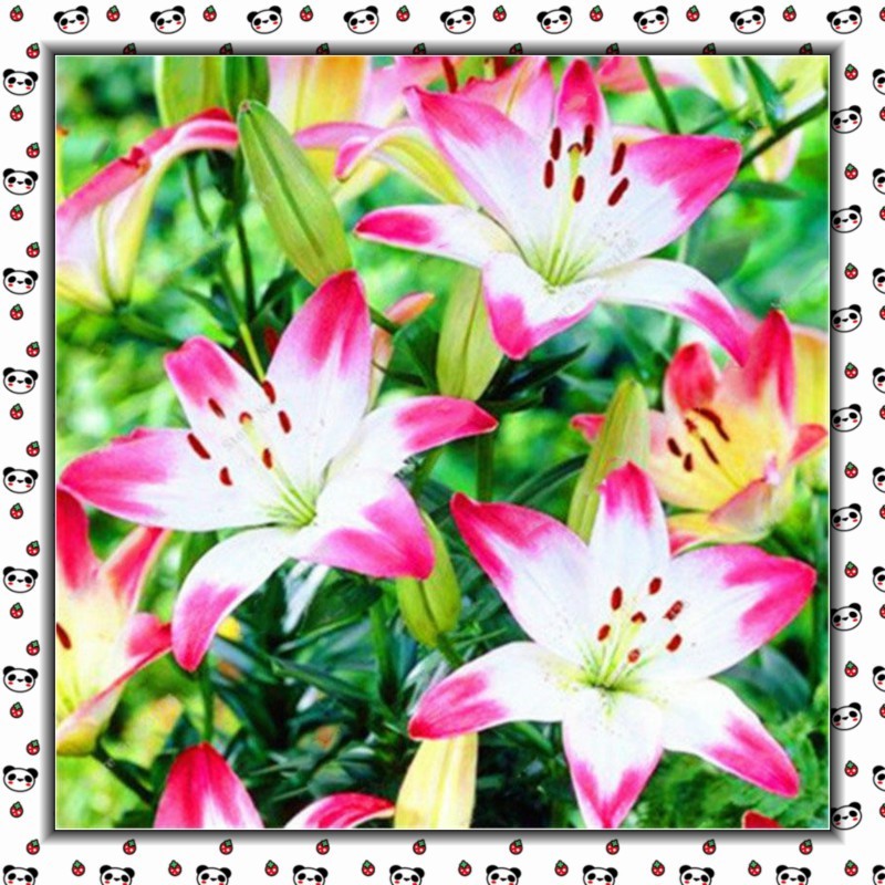 Pcs/Pack 200 500 Sementes de Lírio Bulbos de Lírio Bulbos de Flores Perenes Lelies Plantas Exóticas de Interior Flor