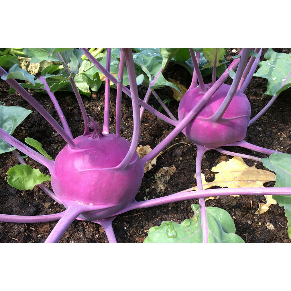 Sementes de Couve-Rábano Roxa (Kohlrabi) Vermelho Viena 200/500pcs | Hortaliça para Horta e Jardim | Alta Germinação