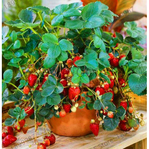 pcs de 200 500 Sementes de Morango Escalador Vermelho para Plantas de Morango em Casa e Jardim Novo.
