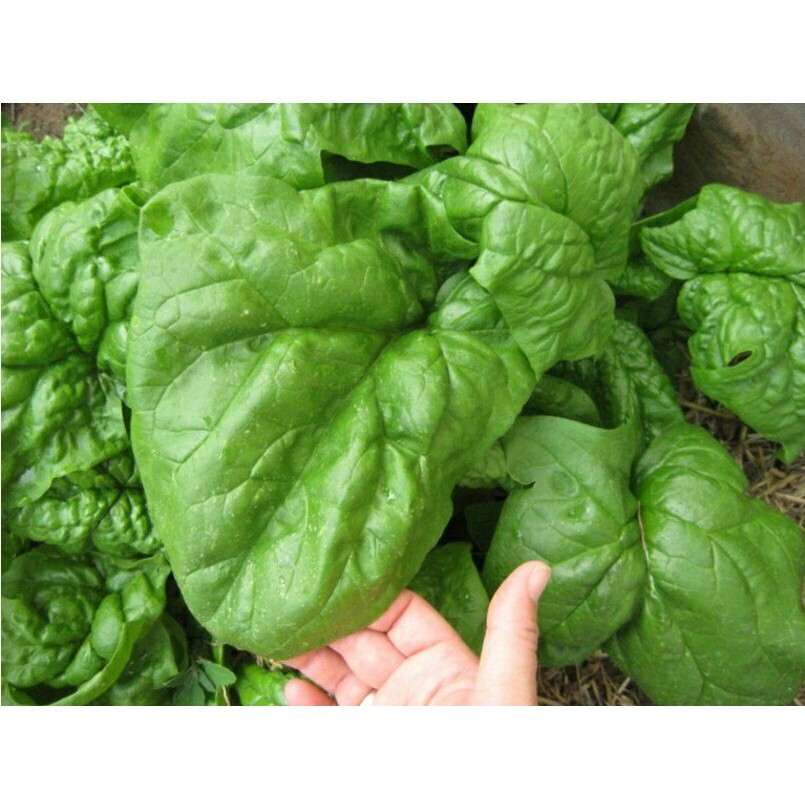 Sementes de Espinafre Gigante de Inverno Orgânico Heirloom Ucrânia | 200/500 pcs | Hortaliça para Plantio em Casa