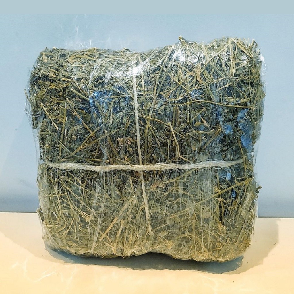 500g de Feno Premium tipo A alfafa fresco verdinho para Coelho Porquinho da índia Chinchila Hamster