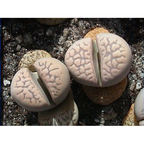 Sementes Cacto Pedra Lithops Marmorata Suculenta P/ Mudas