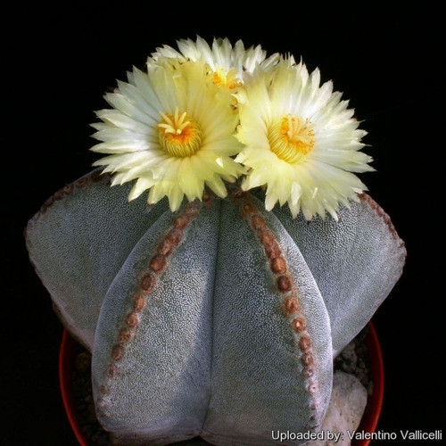 10 Sementes Cacto Estrela Astrophytum Mix Fruto