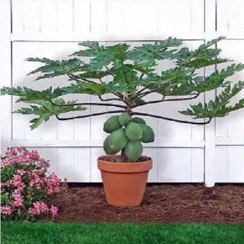 20 Sementes Mamão Anão da Amazonia II