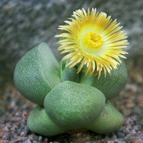Sementes Pleiospilos Cacto Pedra Viva Lithops P/ Mudas