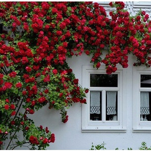 150 sementes de rosa vermelha trepadeira com manual de plantio ll