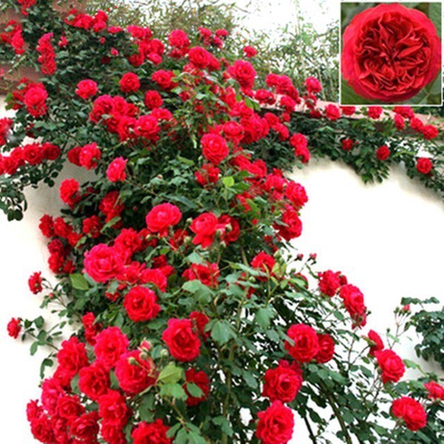 300 sementes de flor rosa trepadeira vermelha hy ll em Oferta na Shopee