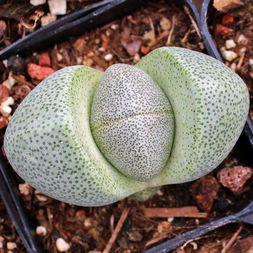 40 Sementes Pleiospilos Cacto Pedra Viva Lithops P/ Mudas