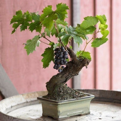 100 sements uva de vaso argentina com manual de cultivo vx envio rápido