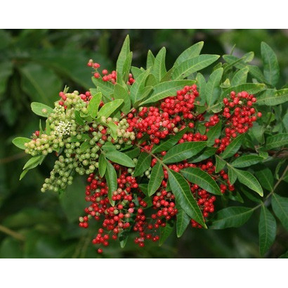 Muda de Pimenta Rosa - Comprar com Melhor Preço em Essenciais para Culinária