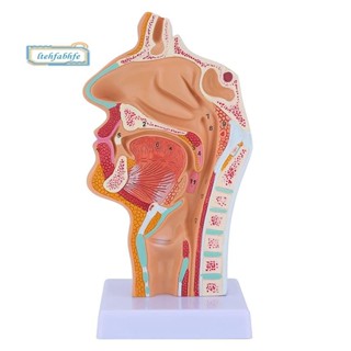 Modelo De Anatomia Da Garganta Cavidade Nasal Anatômico Humano Faringe Larynx Para Estudantes Estudo Exibição Ensino em Oferta na Shopee