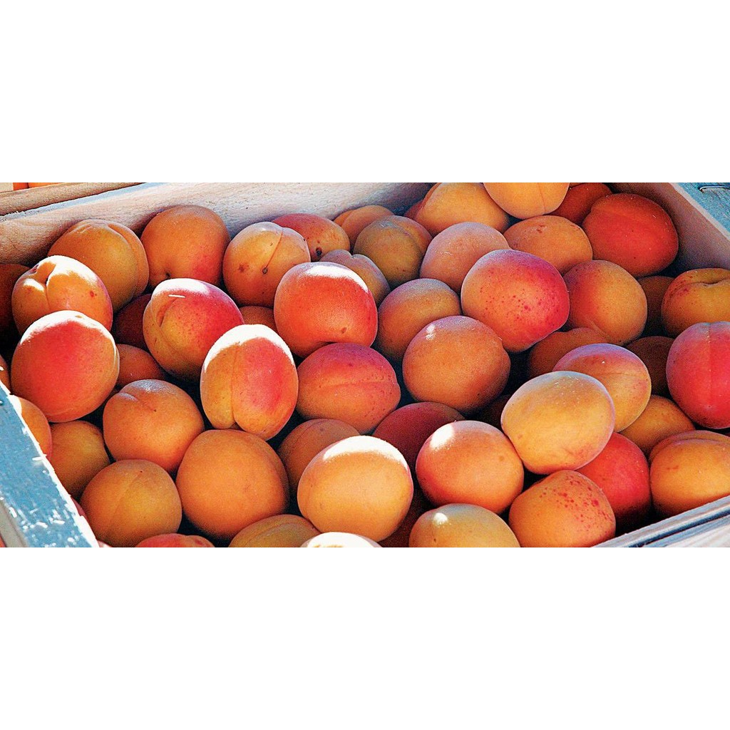 Creme de Massagem Apricot Hidratante 650g Dagua Natural — imagem 2 de 2