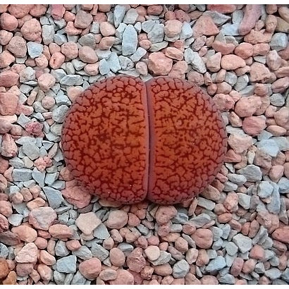 10 Sementes Cacto Pedra Lithops Aucampiae Suculenta P/ Mudas
