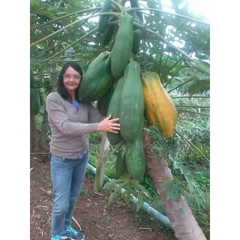 10 Sementes Mamão Gigante em Oferta na Shopee