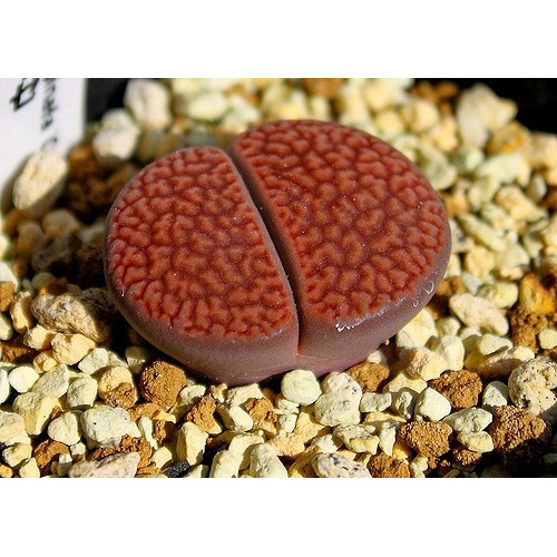 50 Sementes Cacto Pedra Lithops Hookeri Suculenta P/ Mudas