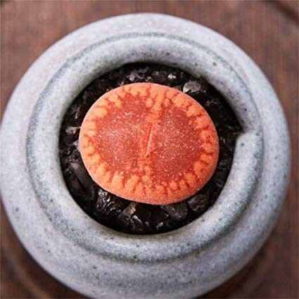 Sementes Cacto Pedra Lithops Aucampiae Suculenta P/ Mudas