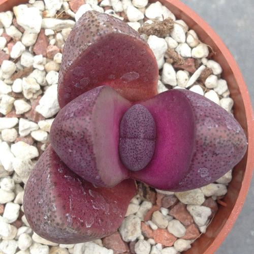 30 Sementes Pleiospilos Cacto Pedra Viva Lithops P/ Mudas
