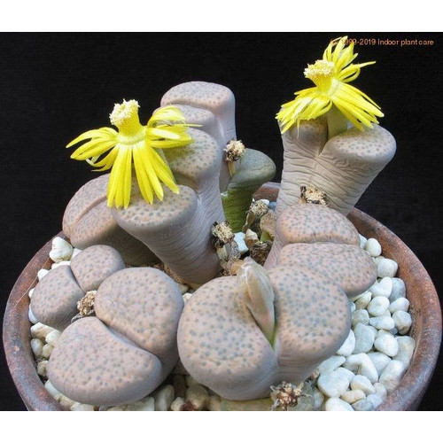 Sementes Cacto Pedra Lithops Fulviceps Suculenta P/ Mudas