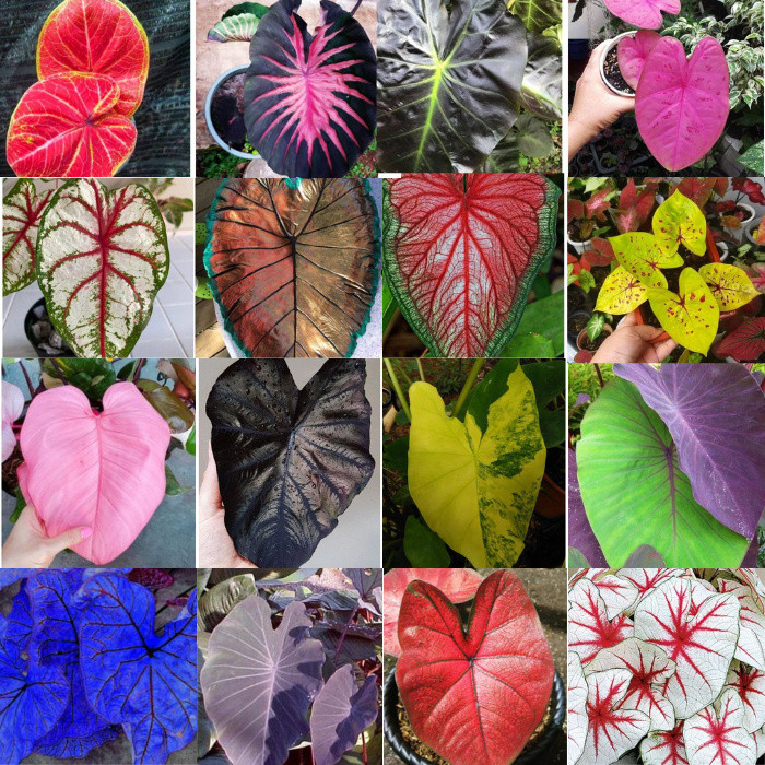 500 sements calladium sortidos mix especies com manual de cultivo h7 hg em Oferta na Shopee