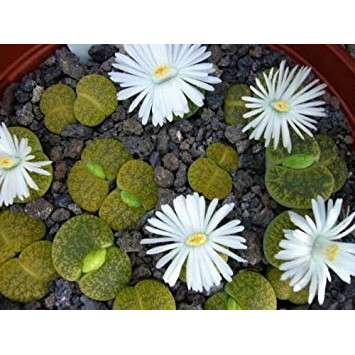 10 Sementes Cacto Pedra Lithops Lesliei Suculenta P/ Mudas