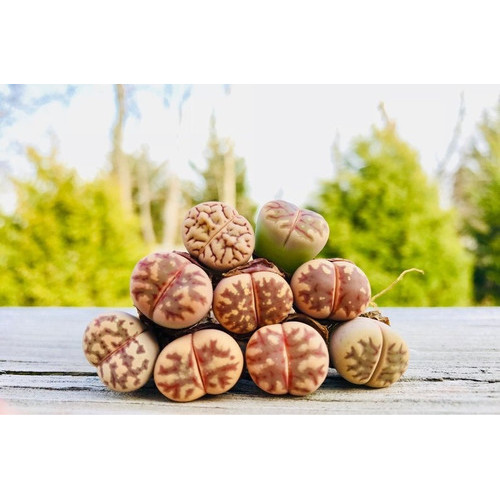 10 Sementes Lithops Dorotheae Cacto P/ Mudas Envio Rápido