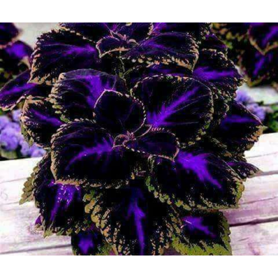 100 Sementes De Flor Coléus Cores Sortidas ll |