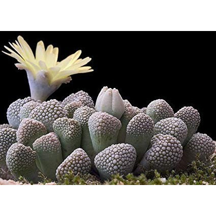 Sementes Suculenta Titanopsis Mix Cacto Pedra Lithops Mudas
