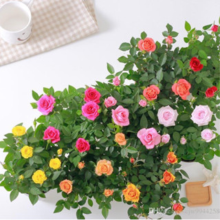 100 sementes de mini rosas cores diversas ll em Oferta na Shopee