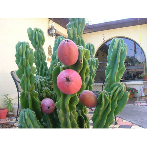 10 Sementes Pitaya Gigante Cacto Do Peru Cereus Repandus