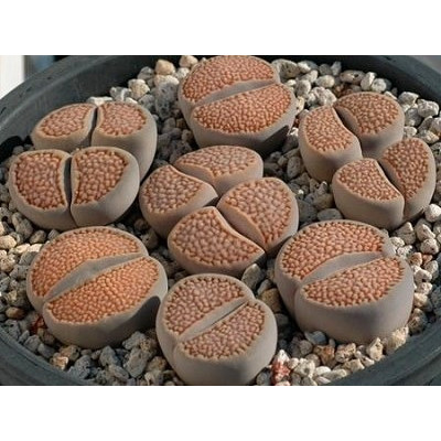 30 Sementes Cacto Pedra Lithops Halli Suculenta P/ Mudas