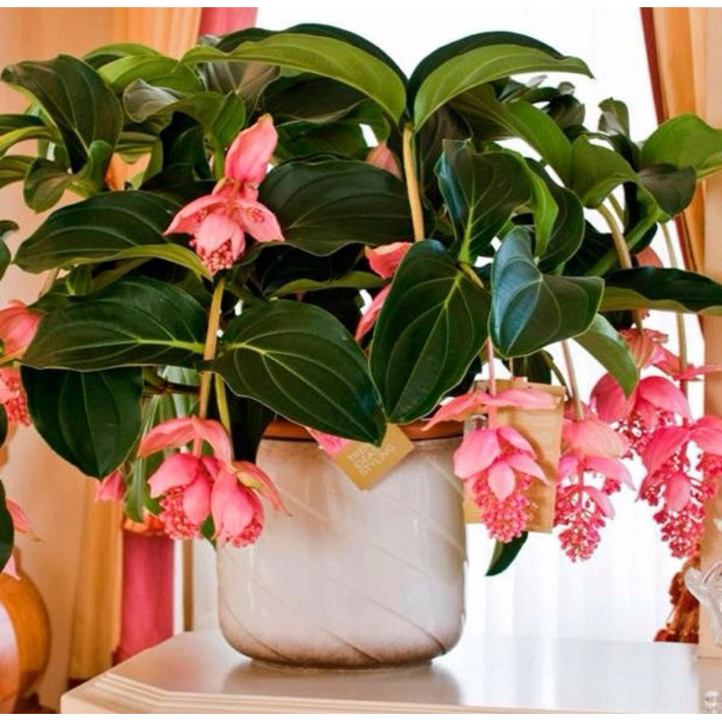 200 Semente De Medinila - Medinilla Magnifica em Oferta na Shopee
