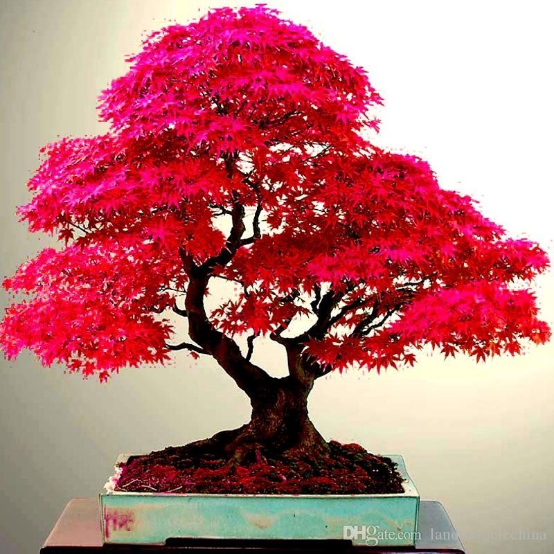 40 Sementes Bonsai Acer Palmatum Vermelho Árvore P/ Mudas y9 ll