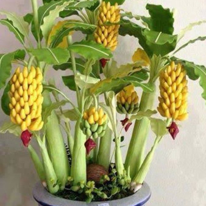 100  Sementes De Mini Bananeira Comestível Bonsai Menor Frete rápido em Oferta na Shopee