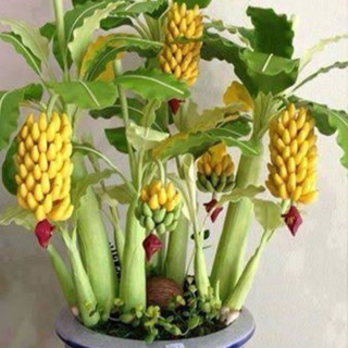 100  Sementes De Mini Bananeira Comestível Bonsai Menor Frete rápido em Oferta na Shopee