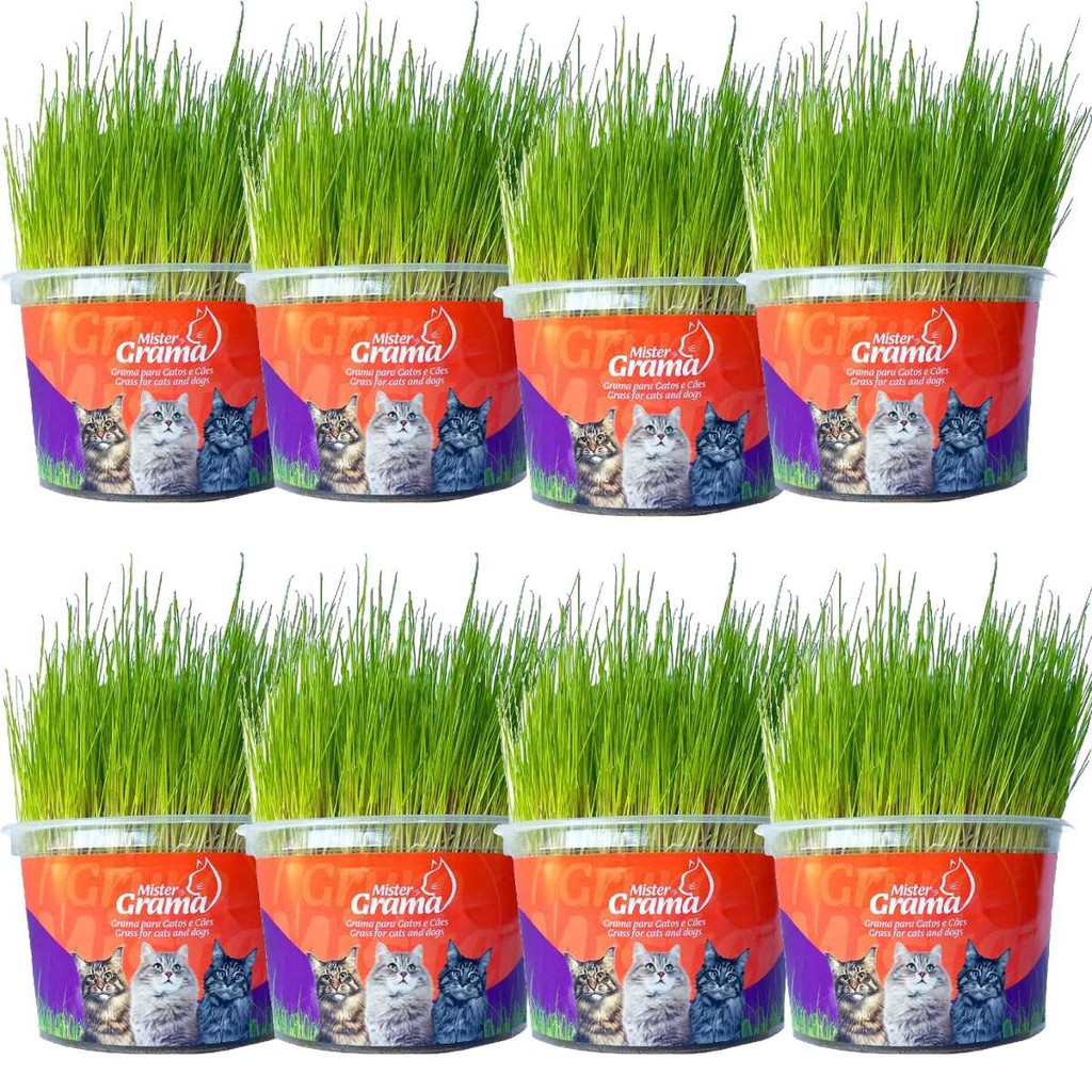 Kit 8 Graminhas Mister Para Gatos Digestão Saúde intestinal