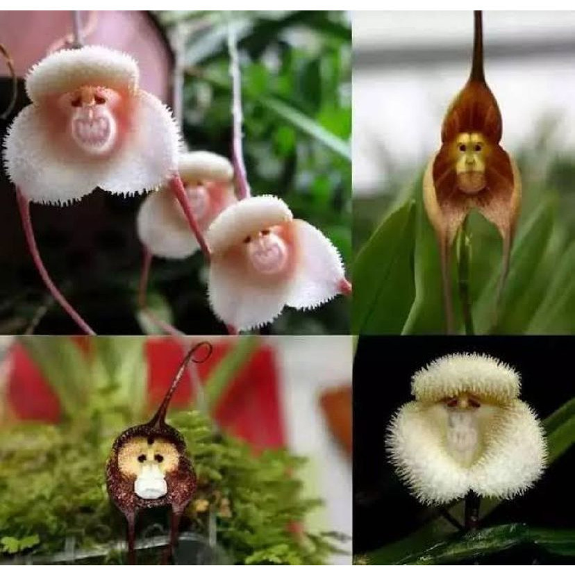 100 sementes da orquídea cara de mico cara de macaco k8 hg vx envio rápido