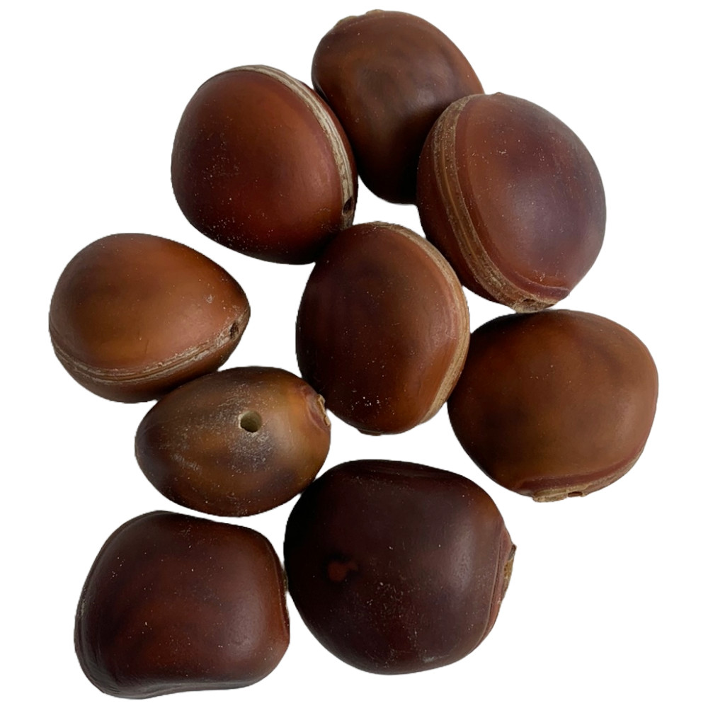 Kit 10 Unidades Semente Olho de Boi C/ Furo Umbanda Candomblé em Oferta na Shopee