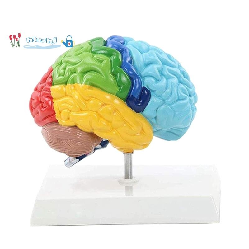 Hemisfério Direito Do Cérebro Modelo De Corpo Humano PVC 1 : 1 Para Montagem De Estudo De Ensino De Estudante