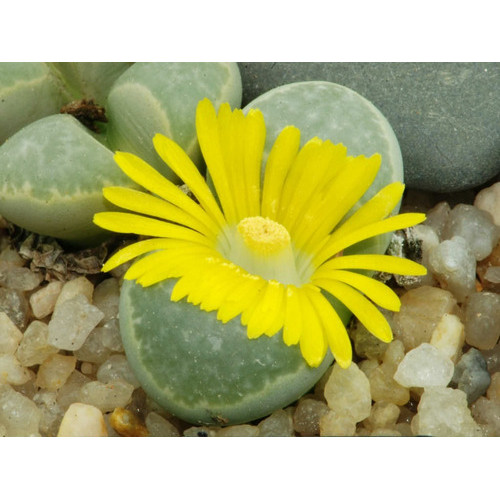 Sementes Cacto Pedra Lithops Helmutii Suculenta P/ Mudas