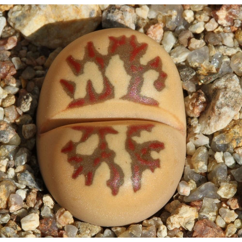 50 Sementes Lithops Dorotheae Cacto P/ Mudas Envio Rápido