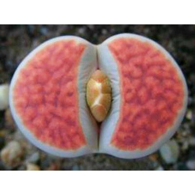 50 Sementes Cactos Lithops Karasmontana Pedra Viva P/ Mudas
