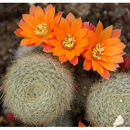 30 Sementes Cactos Rebutia Mix Cactus Flor P/ Mudas Cactus