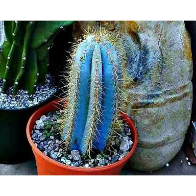 50 Sementes Cactos Pilosocereus Azureus Cacto Azul P/ Mudas
