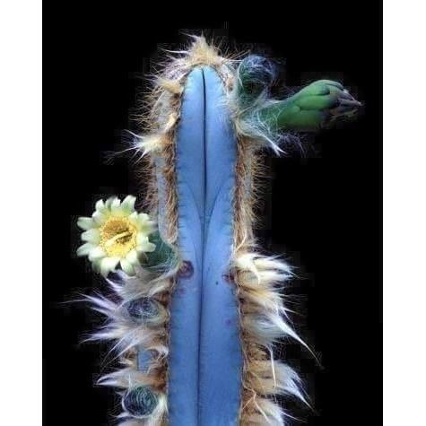 10 Sementes Cactos Pilosocereus Azureus Cacto Azul P/ Mudas