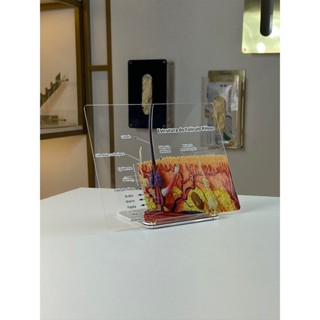 Quadro de Marcação - Macromodelo Estrutura do Foliculo Piloso - Guia Dermatológico em Oferta na Shopee