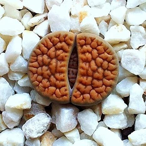 10 Sementes Cacto Pedra Lithops Hookeri Suculenta P/ Mudas