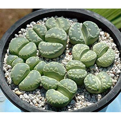 10 Sementes Cacto Pedra Lithops Otzeniana Suculenta P/ Mudas