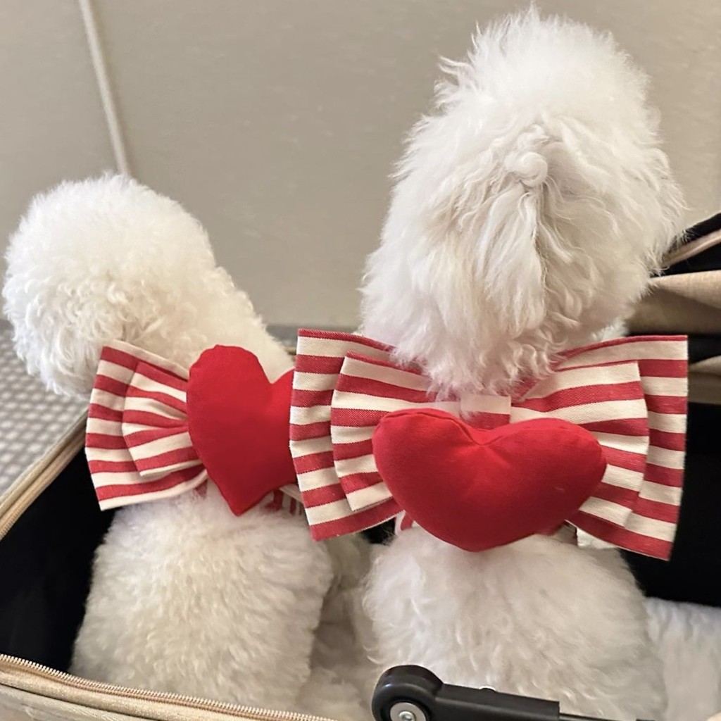 Arnês De Cachorro Fofo Em Forma De Coração Cinta Peitoral Cão Vermelho Listra Conjunto Corda De Tração De Peito Maltês A