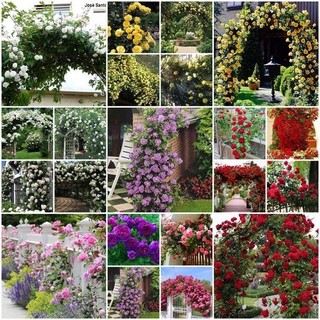 100 sementes de rosas trepadeiras coloridas