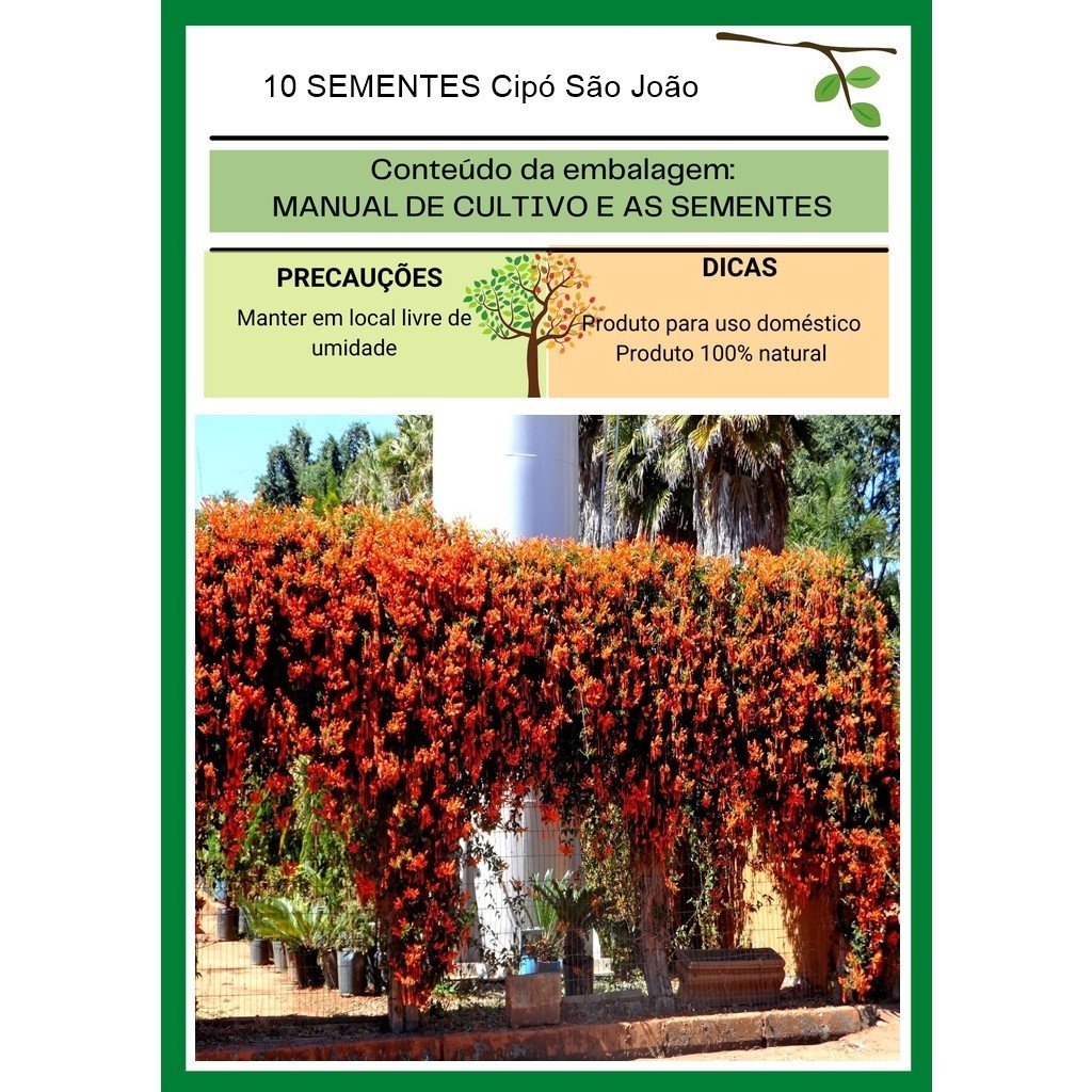 Cipó São João Muro verde cerca viva flores 10 sementes